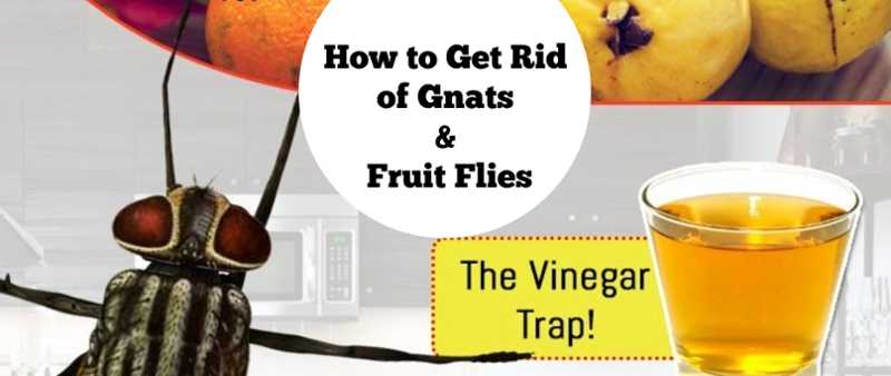 How To Get Rid Of Gnats & Fruit Flies At Home