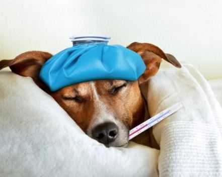 How To Get Rid Of Vomiting In Dogs?: 8 Easy & Safe Home Remedies