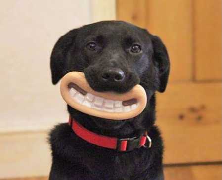 How To Increase Your Pet Dog’s Life?; 7 Tips To Help Them Live Longer