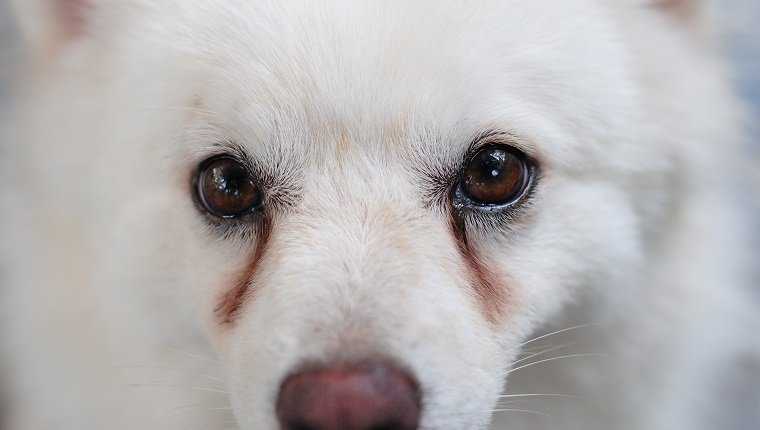 How To Remove Your Dog’s Tear Stains With Natural Home Remedies?