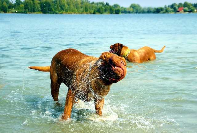 How To Bathe A Dog - Tips On Making Your Dog Love Bath Time - Pet Care Tips