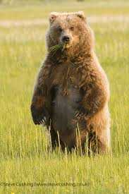 How To Bear A Bear - SloWord