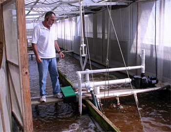 How To Do Shrimp Farming?
