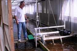 How to do shrimp farming?