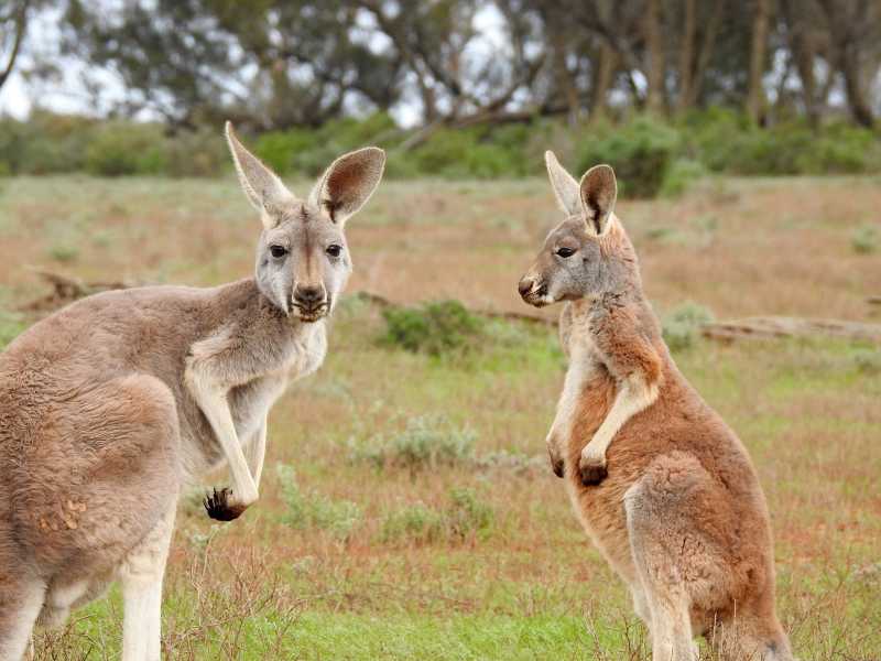 How To Experience The Best Of Australia With Family
