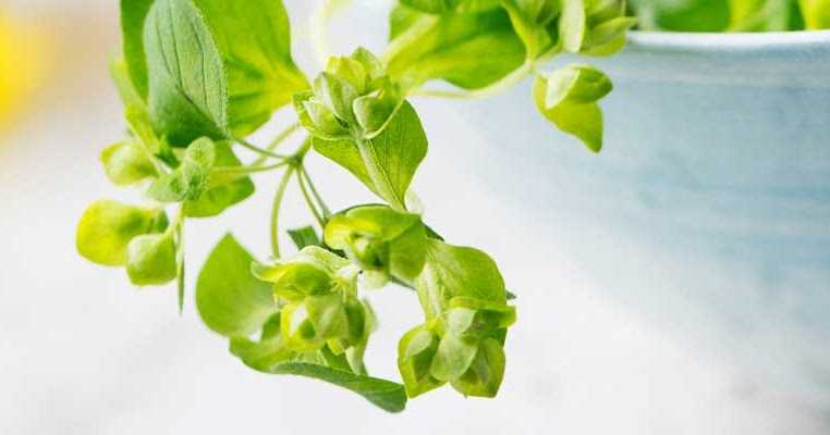 How To Get Fair Skin Using Home Remedies In 1 Week|Senseparadise|Lifestyleblog