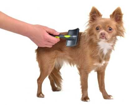 How To Get Rid Of Dog Hair In House - Pet Care Tips
