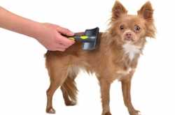 How to get rid of dog hair in house - Pet Care Tips