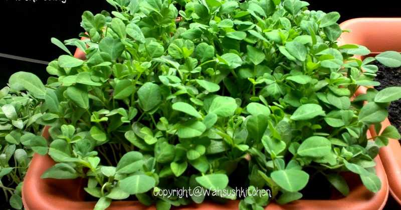 How To Grow Methi