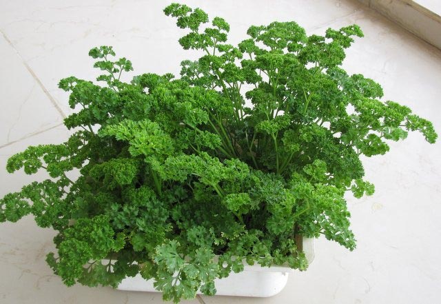 How To Grow Parsley In Your Garden - Urban Gardening, Terrace Gardening And Hydroponics