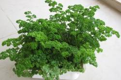 How to grow Parsley in your garden - Urban Gardening, Terrace gardening and Hydroponics