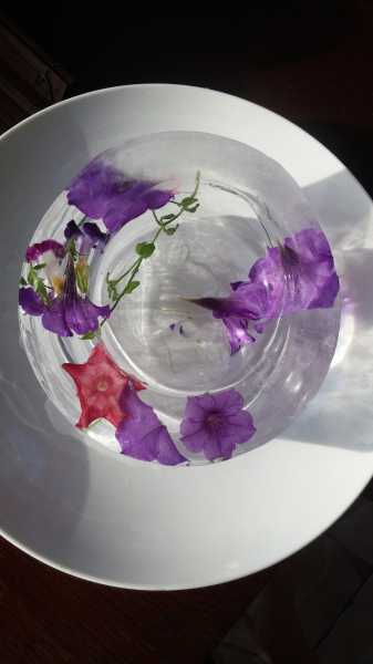 How To Make A Ice Bowl : Fossil Science + Decor 