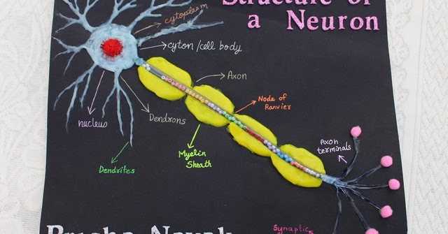 How To Make A Neuron Model