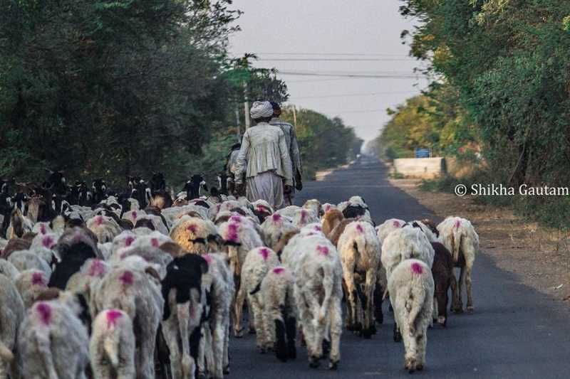 How To Plan A Trip To The Rann Of Kutch?