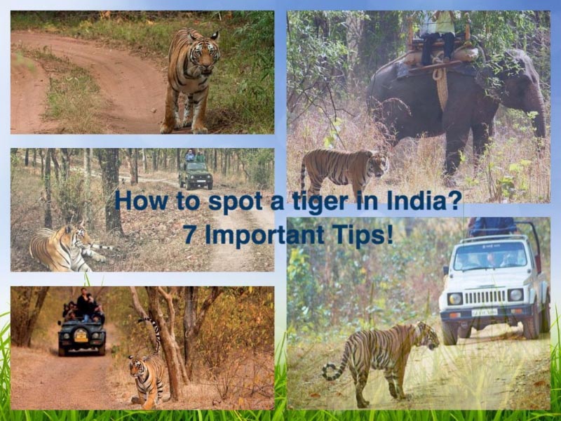 How To Spot A Tiger In India?