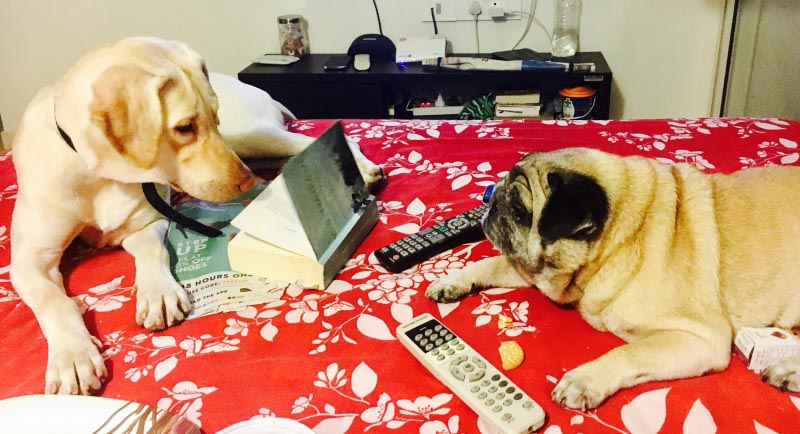 How To Tame An Abandoned Pup