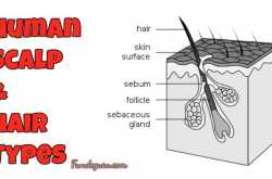 Human Scalp and Hair Types - FundeGuru