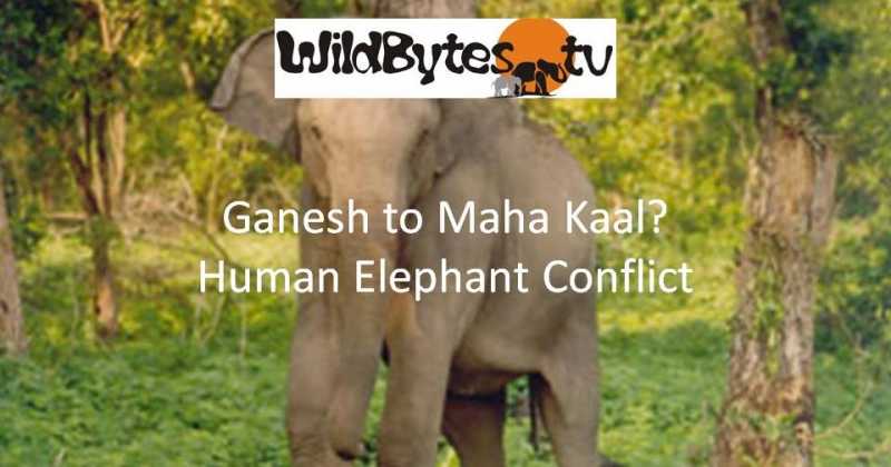 Human Elephant Conflict