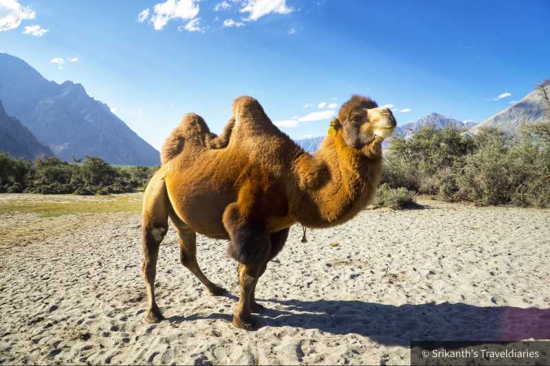 Hunder, Nubra Valley - Srikanth