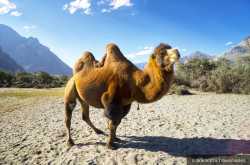 Hunder, Nubra Valley - Srikanth\