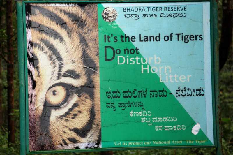 Hunter Or Hunted? Karnataka Style Cat & Mouse ⋆ The Wandering Hippy - Saddlebag Reflections And Rock & Roll