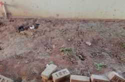 I Have A Dream..............