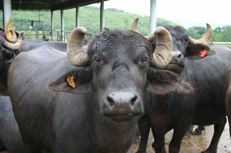 I WAS KIDNAPPED BY MOTHER DAIRY, EXPLAINS BUFFALO