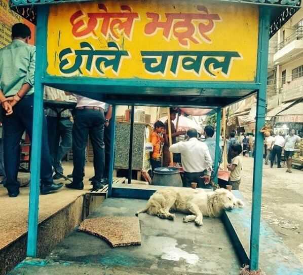 I Am A Dog In Gurgaon