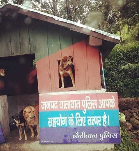 I Am A Doggo In Nainital