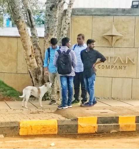 I Am A Doggo In Bengaluru