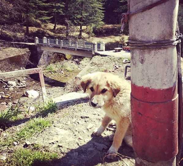 I Am A Doggo In Jageshwar