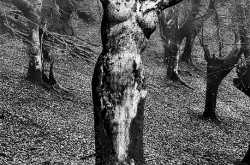 I shan’t leave you again alone, never.