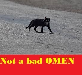 If A Cat Crosses Your Path, What Will You Do? It’s Superstition Or Reality. This Is What Happened To Me!