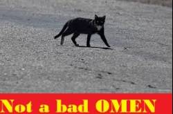 If a cat crosses your path, what will you do? It’s superstition or reality. This is what happened to me!