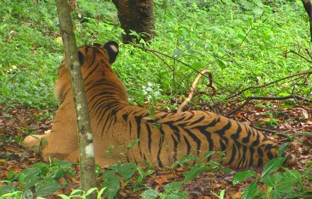Illegal Traders Of Tiger Body Parts Thrive Along Indian Border With Nepal And Bangladesh