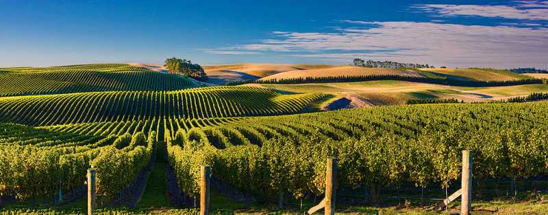 Imported Wines In India - Focus On Volumes Killing Quality (Part 1 Of 2)