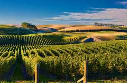 imported wines in india - focus on volumes killing quality (part 1 of 2)