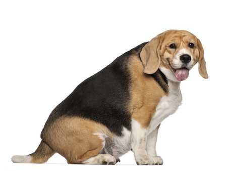 Improved Life: Obese Dogs That Lose Weight