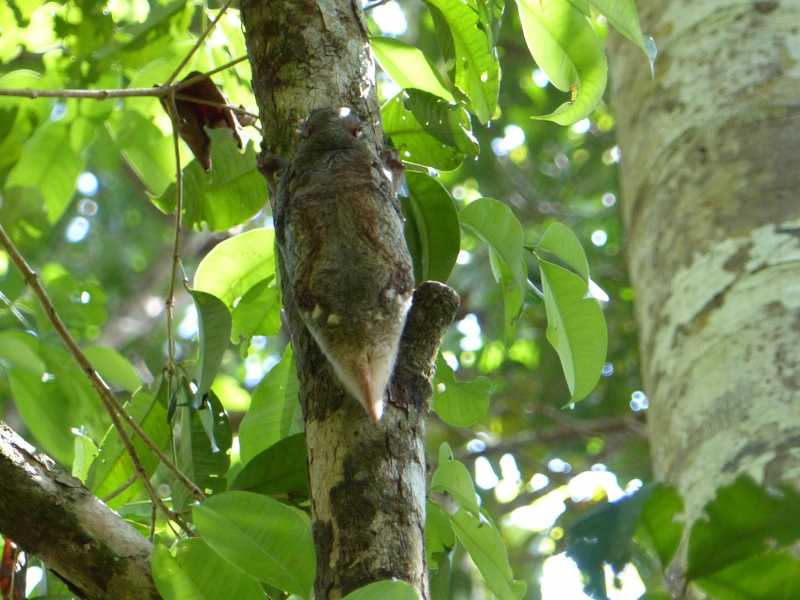 In Borneo, We Met The Colugo - The Flying Lemur That Isn