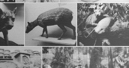 In Memoriam: The National Museum Of Natural History