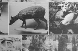 In Memoriam: The National Museum of Natural History