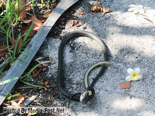 In Pics - Snake Eat Snake!