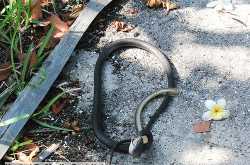 In Pics - Snake Eat Snake!