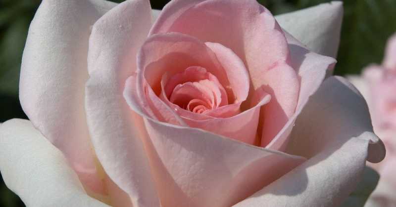 In Company Of A Rose..