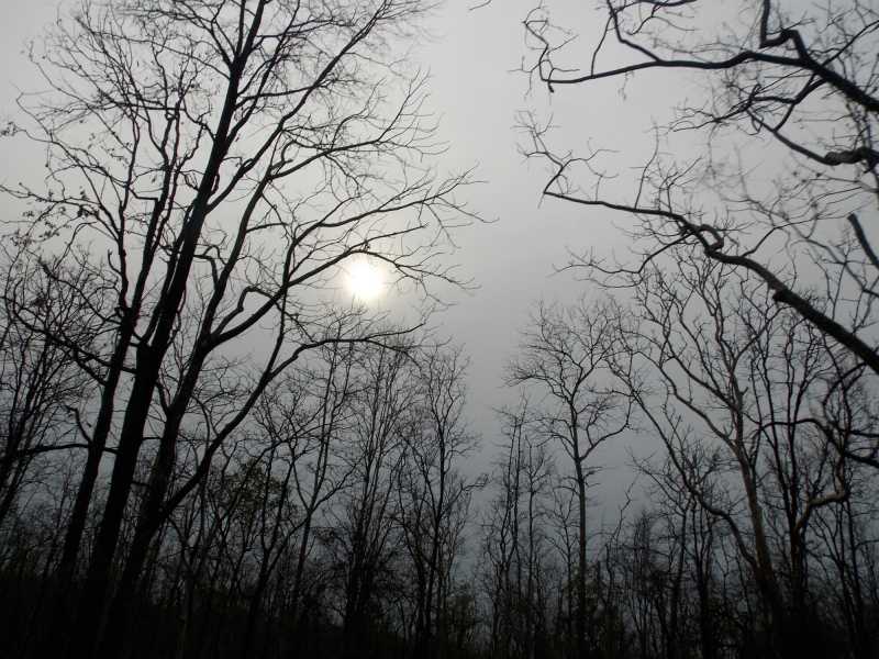 In Search Of Sher Khan: Day 1