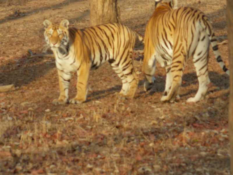 In Search Of Sher Khan: Day 3