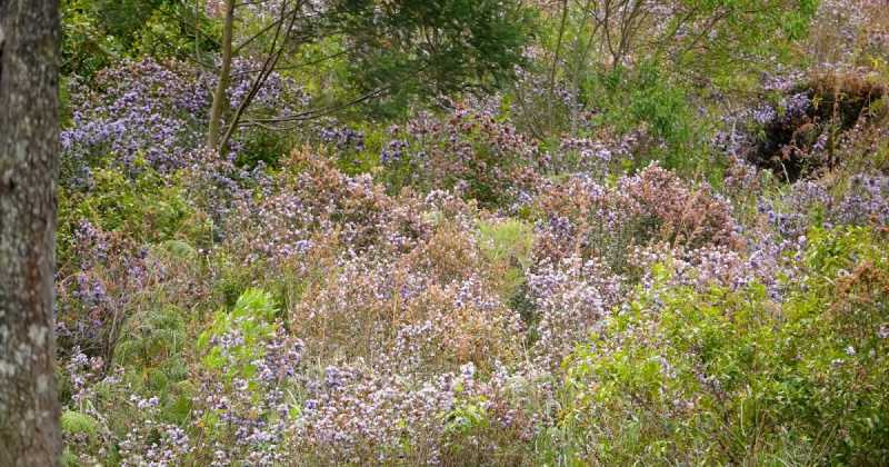 In Search Of The Neelakurinji