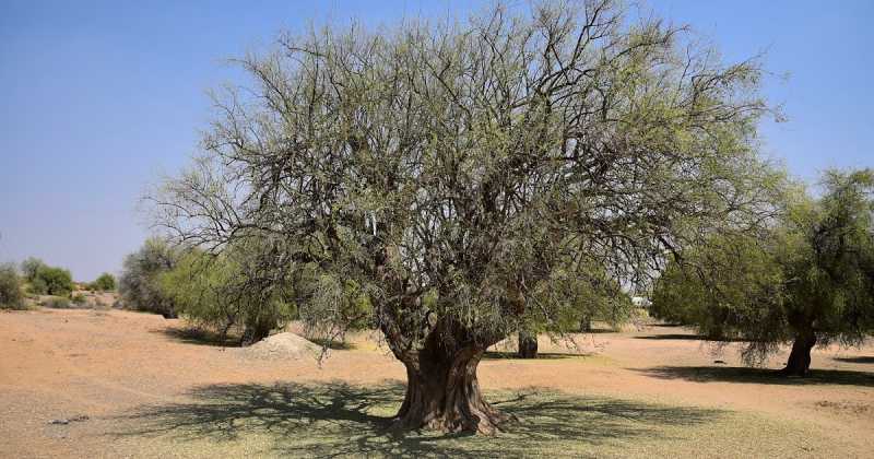 In The Khabbar Wonderland