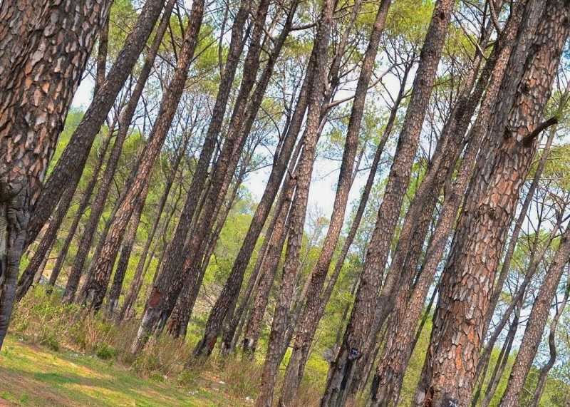 In The Quest For Peace And Pines At Palampur