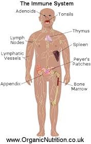 Increase Your Immune System